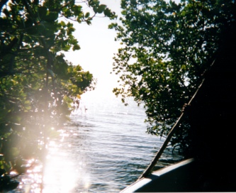 Collin steering boat through the Mangroves