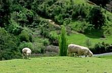Kaihere - Picture of Sheep taken on Gregs farm -   Michael